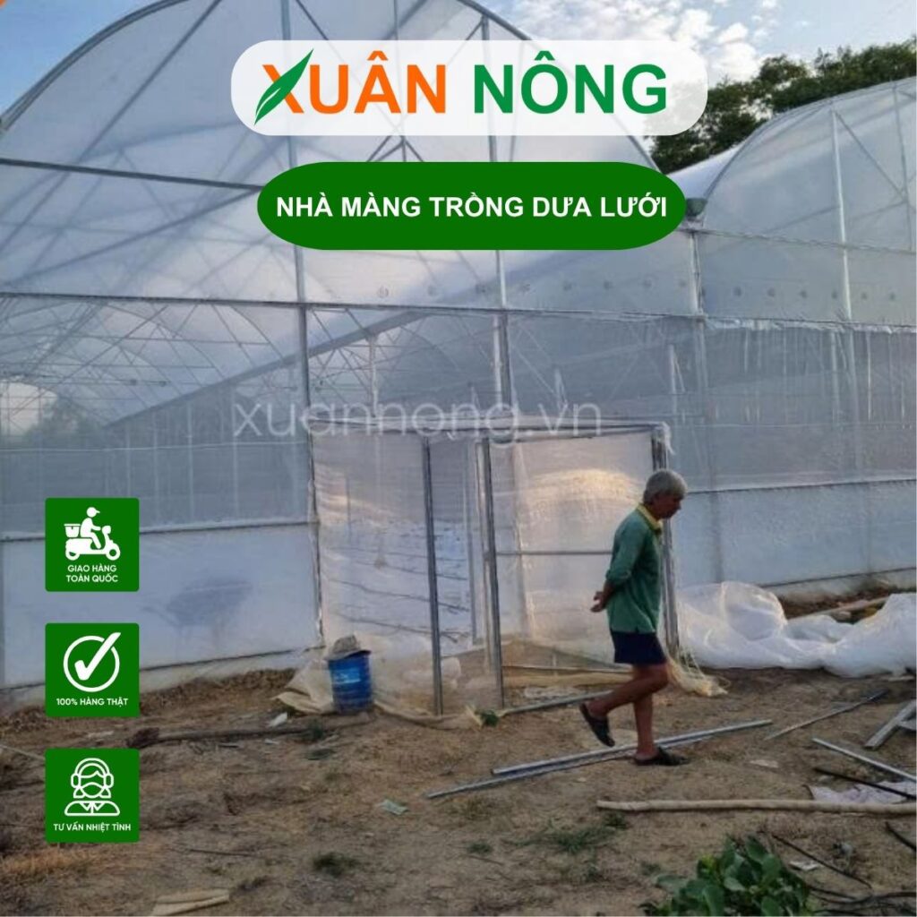 Nhà màng trồng dưa lưới ở Lâm Đồng