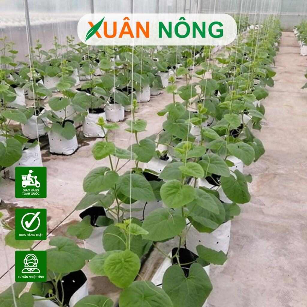Nhà màng trồng dưa lưới Đồng Nai