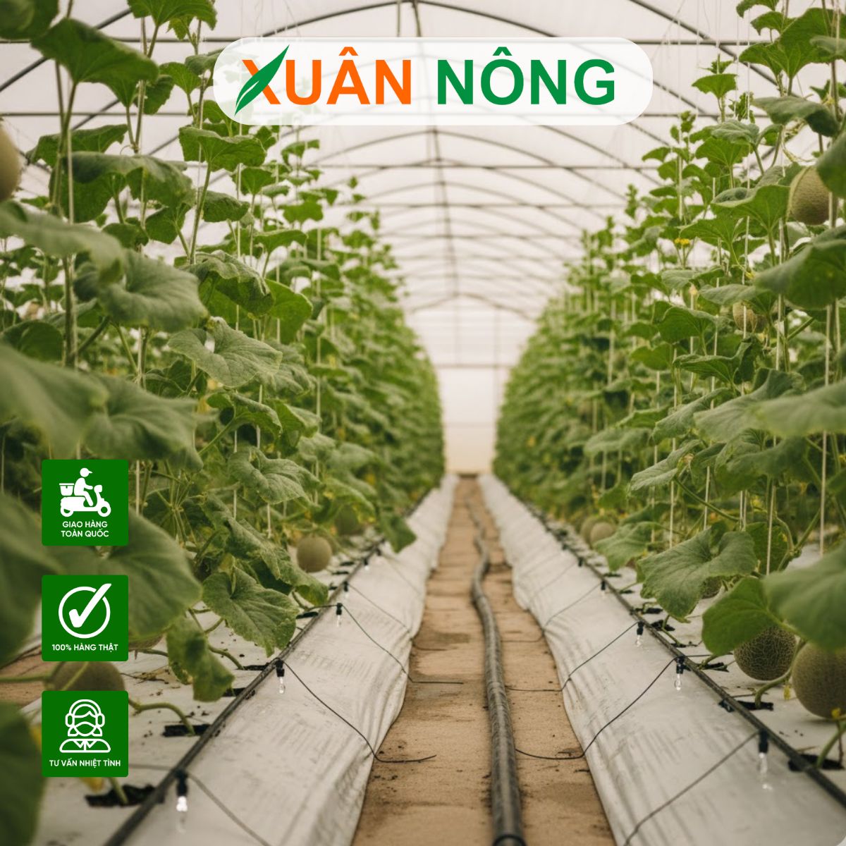 Nhà màng trồng dưa lưới - Xu hướng nông nghiệp thông minh 2025
