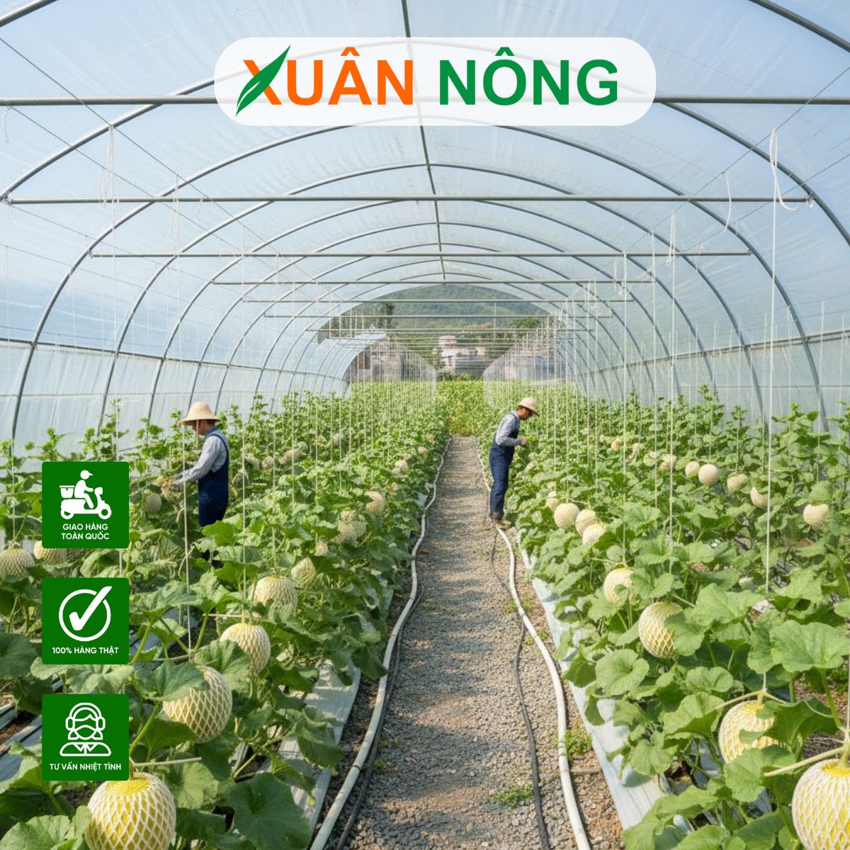 Nhà màng trồng dưa lưới - Tự động hóa quy trình chăm sóc