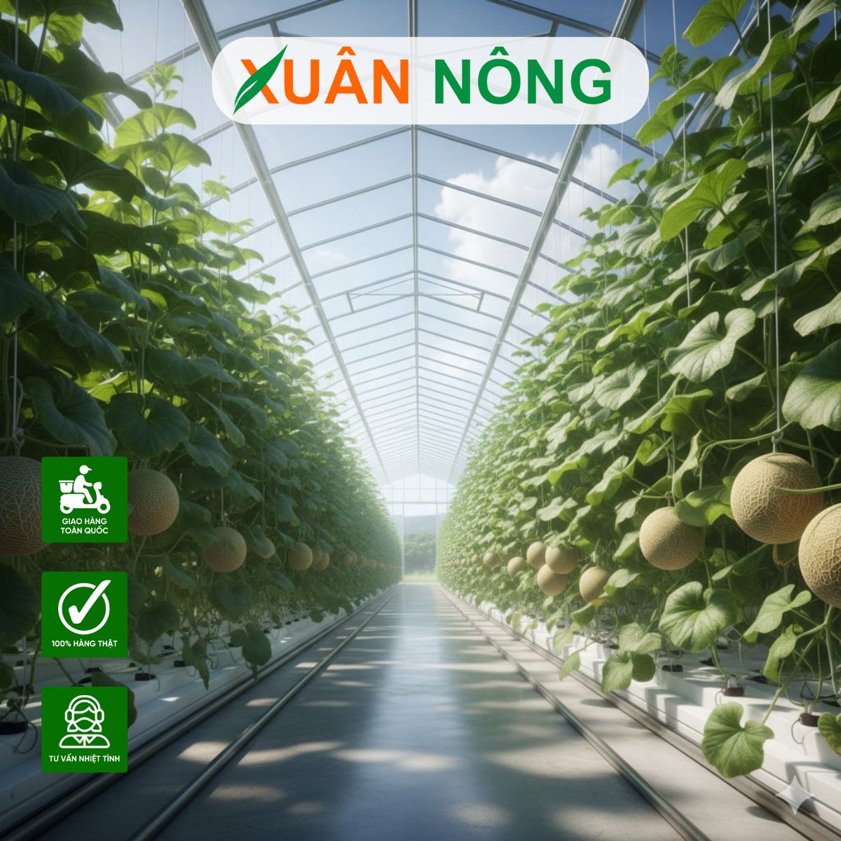 Nhà màng trồng dưa lưới - Phân tích chi phí theo cấu trúc và vật liệu