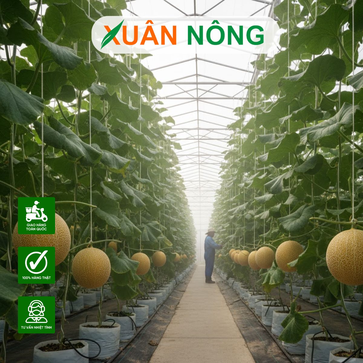 Nhà màng trồng dưa lưới