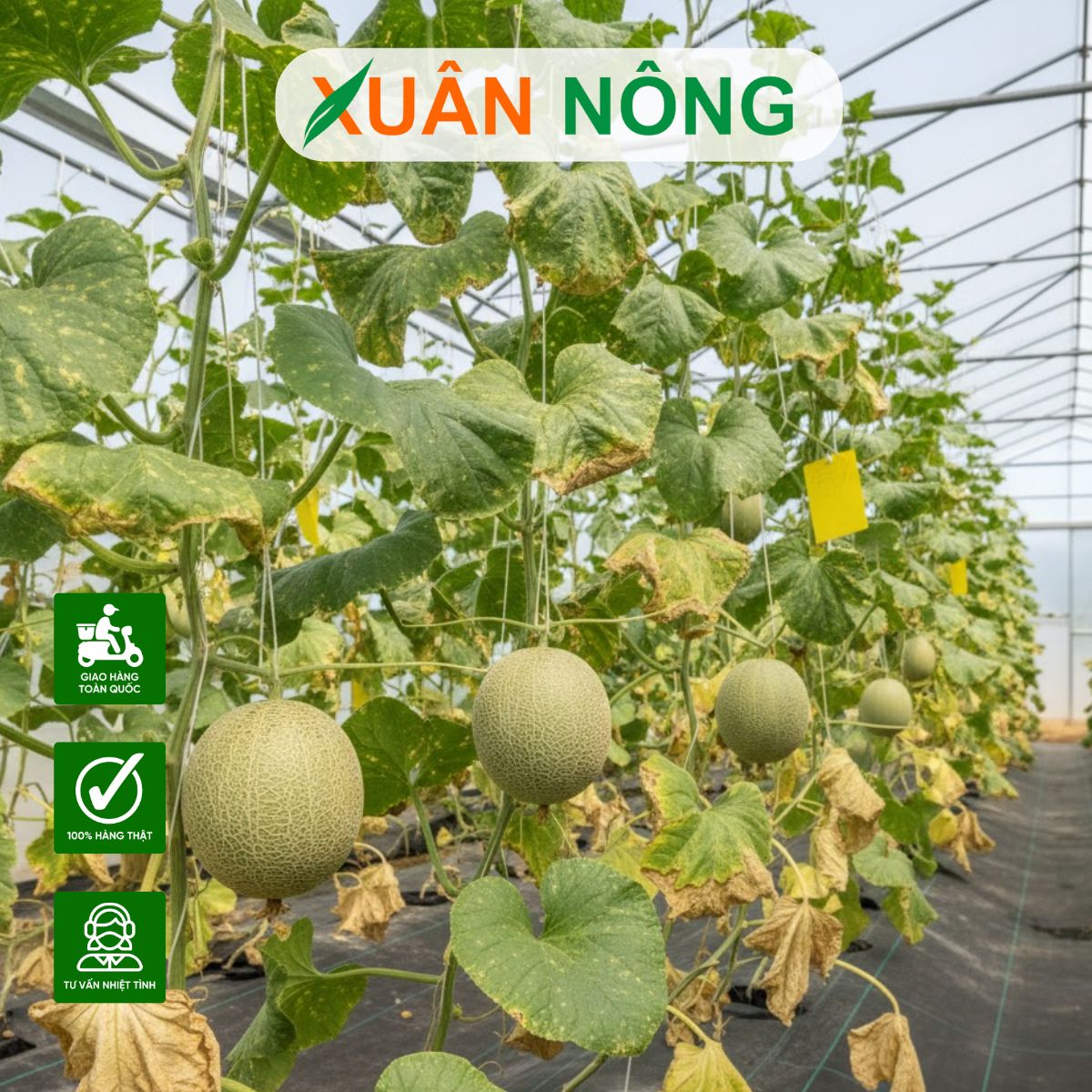 Nhà màng trồng dưa lưới - Kinh nghiệm vận hành hệ thống tự động