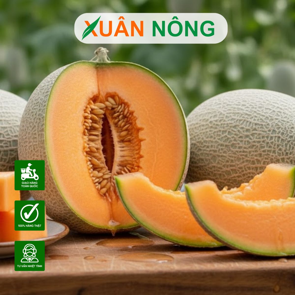 Nhà màng trồng dưa lưới - Tự động hóa quy trình chăm sóc