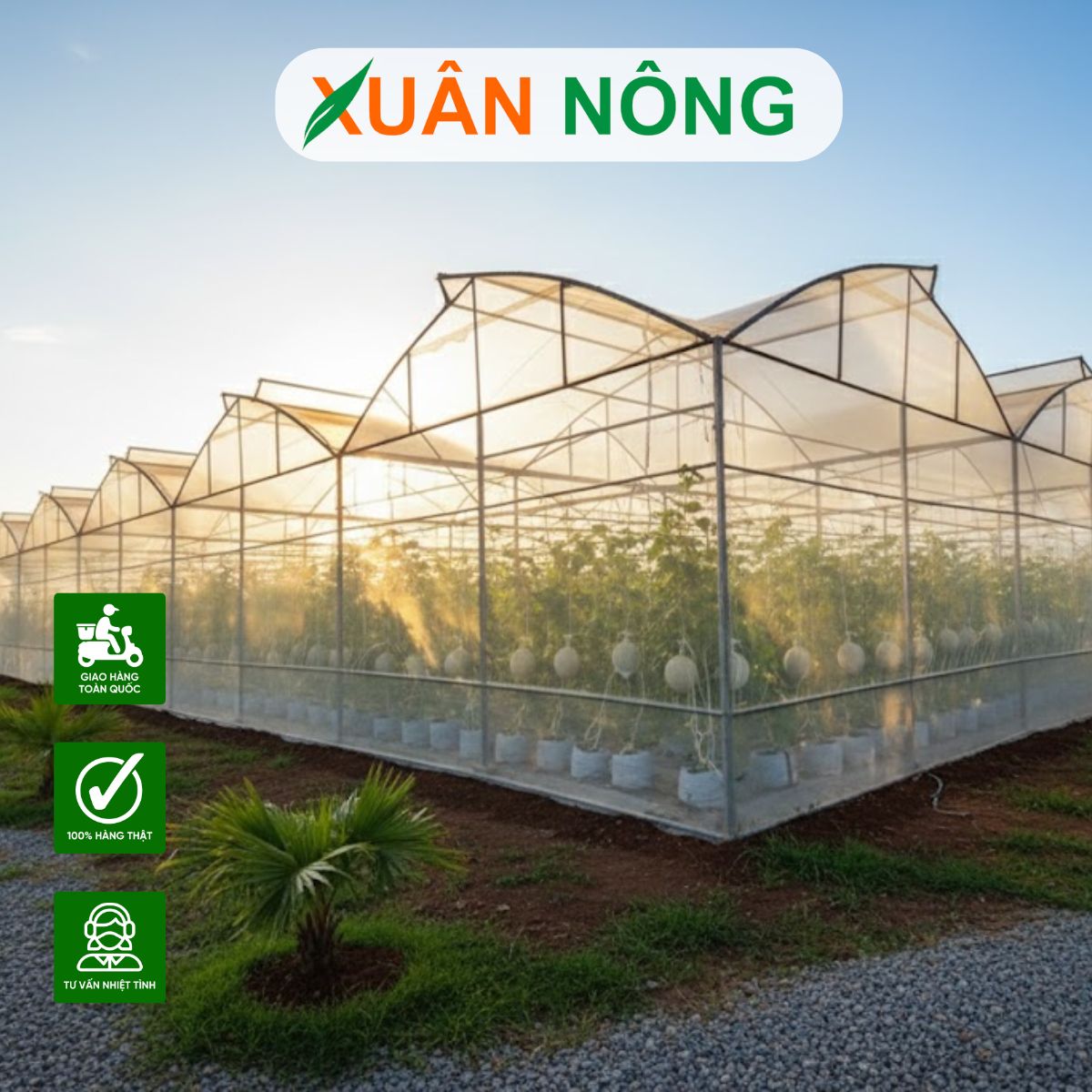 Nhà màng trồng dưa lưới - So sánh mô hình mái vòm và mái phẳng