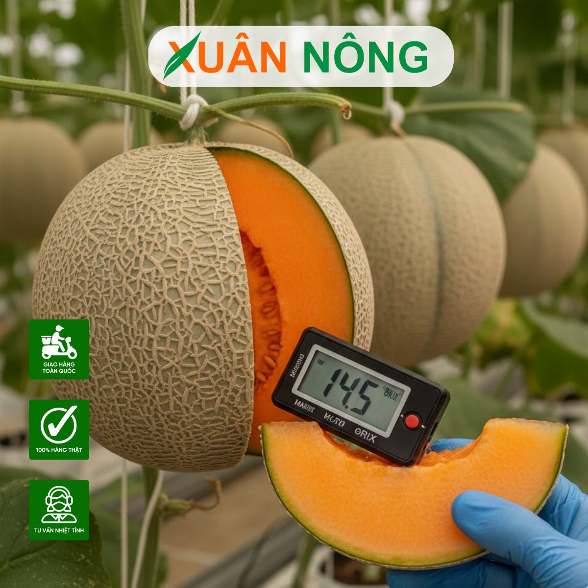 Nhà màng trồng dưa lưới: 5 bí quyết trồng dưa lưới cho năng suất cao