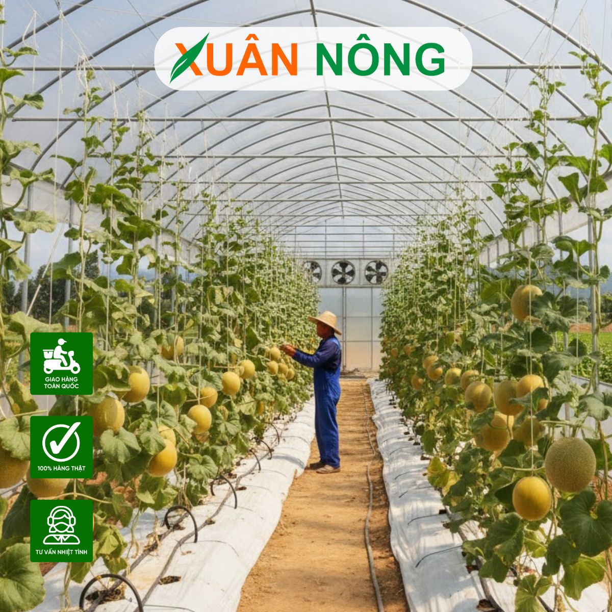 Nhà màng trồng dưa lưới - Xu hướng phát triển tại Đồng bằng sông Cửu Long