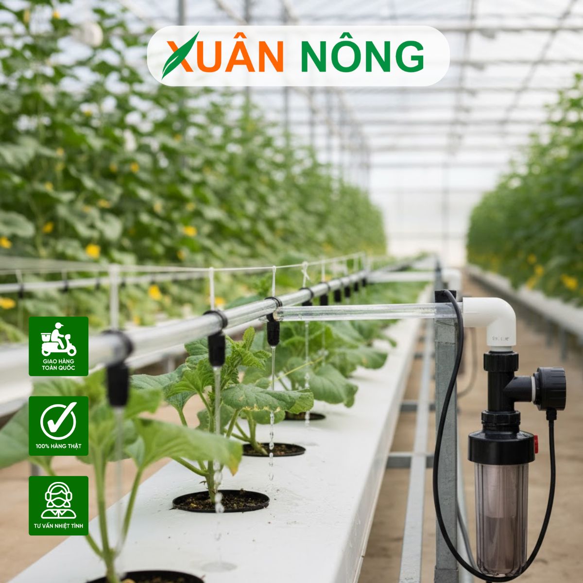 Nhà màng trồng dưa lưới: 5 bí quyết trồng dưa lưới cho năng suất cao