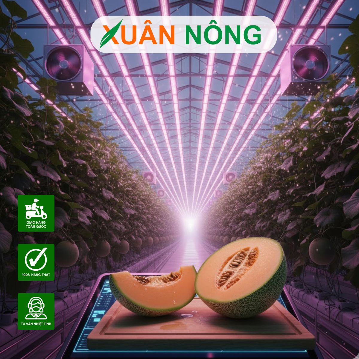 Nhà màng trồng dưa lưới - Ứng dụng cảm biến môi trường thông minh