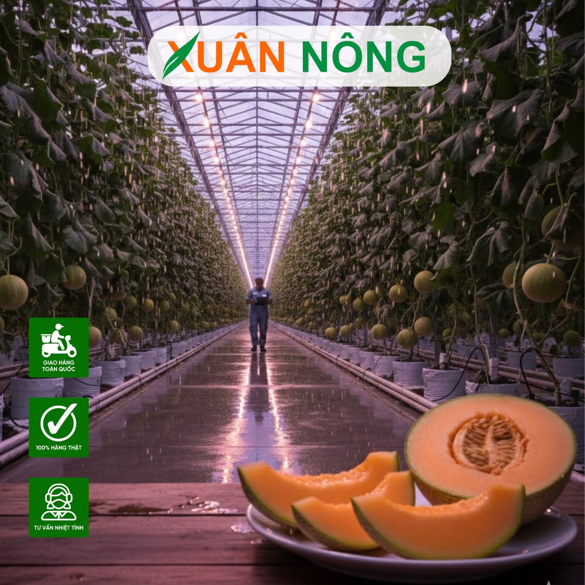 Nhà màng trồng dưa lưới - Ứng dụng cảm biến môi trường thông minh