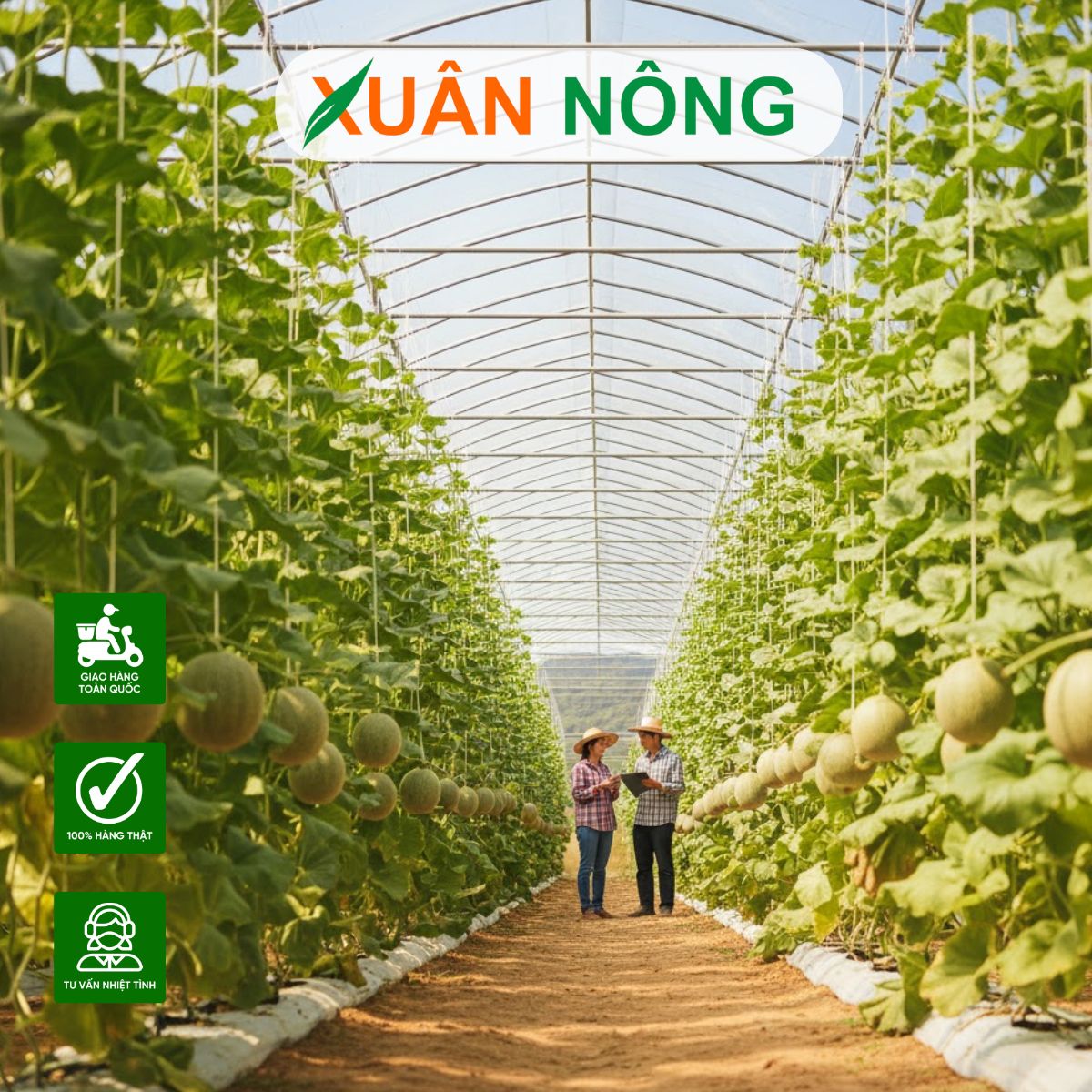 Nhà màng trồng dưa lưới - So sánh mô hình mái vòm và mái phẳng